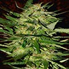 Jack Plant